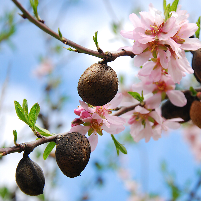 PECANA-Mantenimiento-1