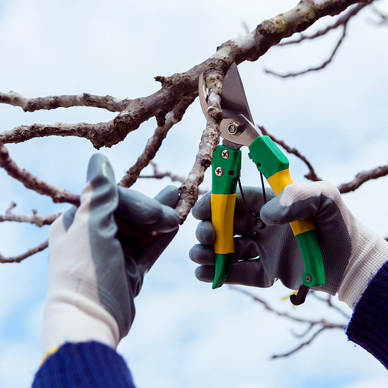 PECANA-Mantenimiento-2