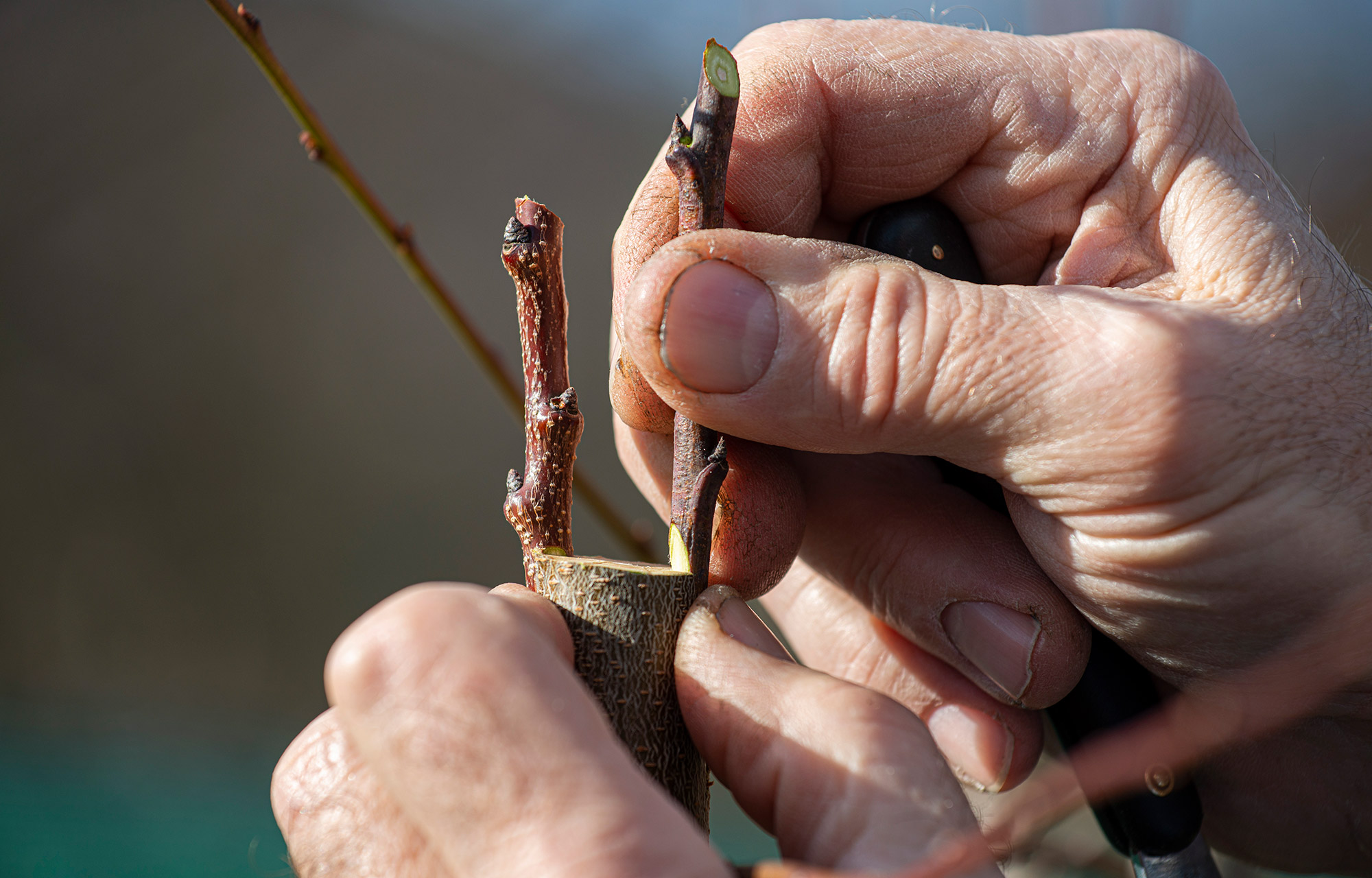 PECANA-Mantenimiento-3
